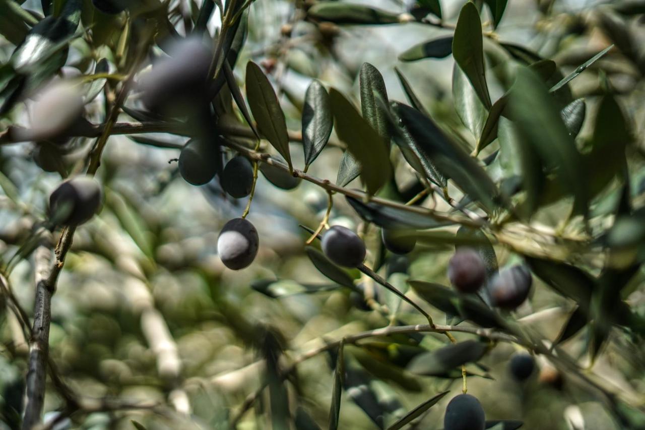 Agriturismo La Rocca سان بارتولومِيو آل ما المظهر الخارجي الصورة