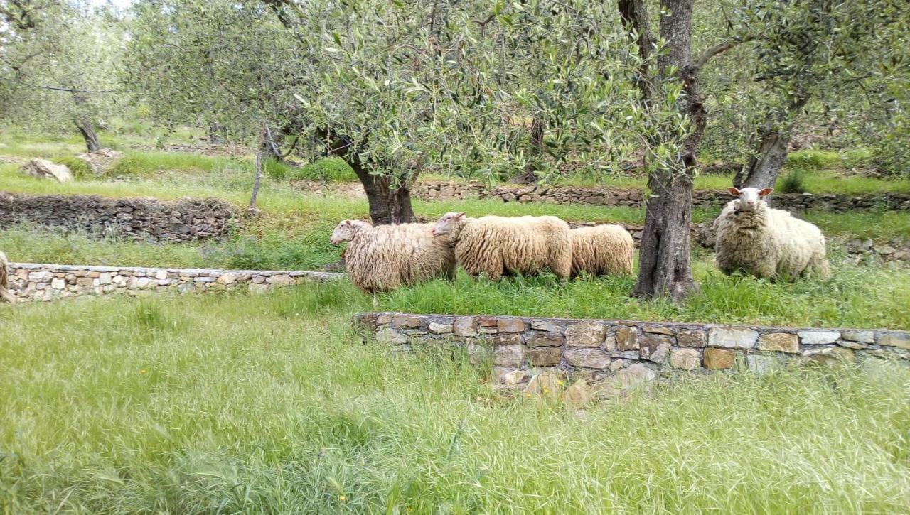Agriturismo La Rocca سان بارتولومِيو آل ما المظهر الخارجي الصورة